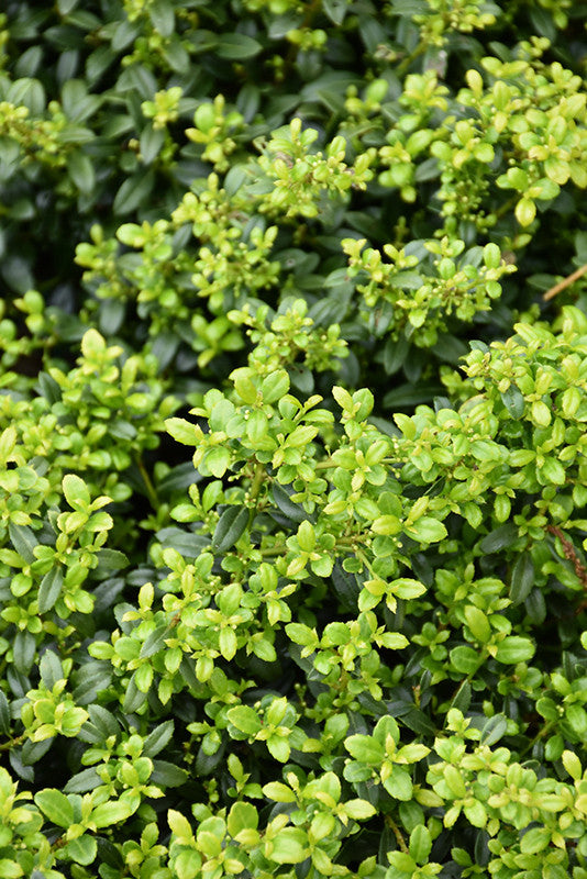Soft Touch Japanese Holly – Pike Nursery