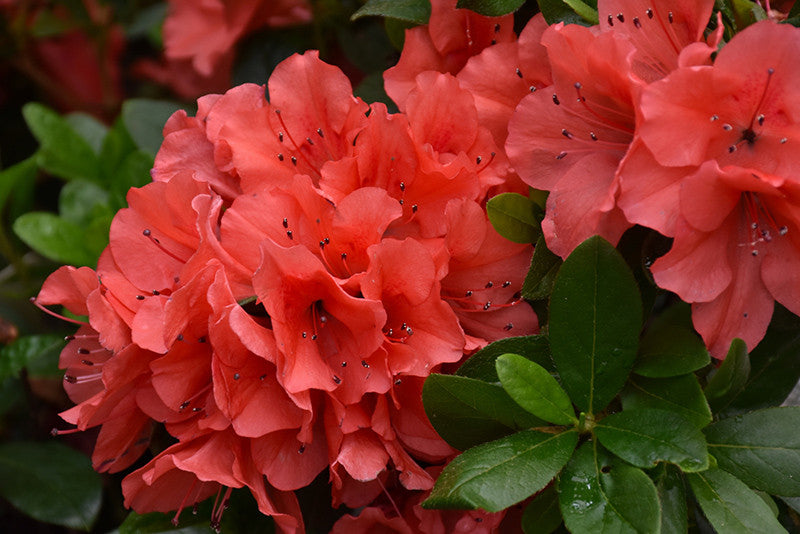 Encore® Autumn Sunset Azalea – Pike Nursery