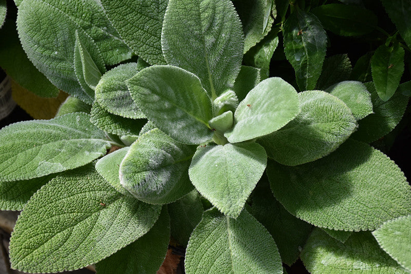 lamb ear succulent Giant Lamb's Ears – Pike Nursery
