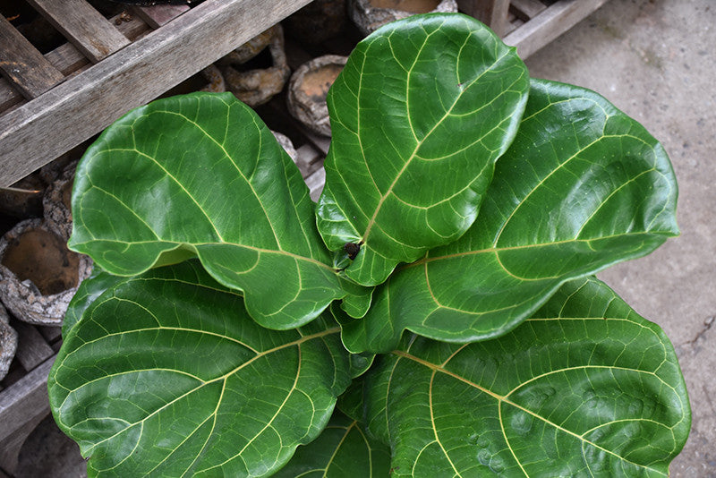 Fiddle Leaf Fig 14 inch