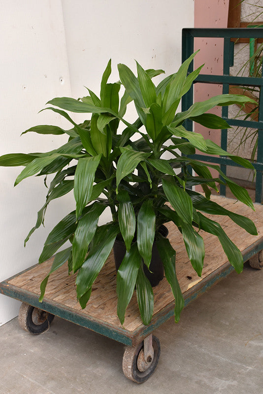 Janet Craig Dracaena 8 inch