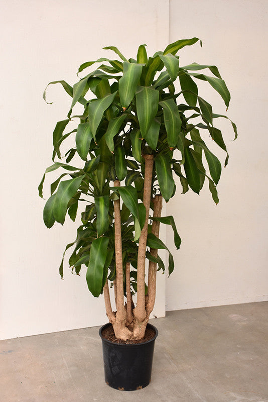 dracaena big Massangeana Dracaena – Pike Nursery