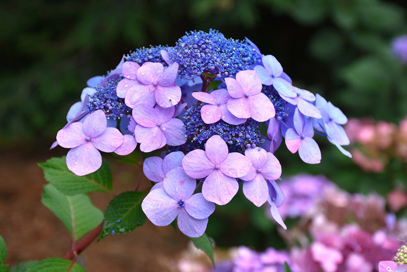 Twist-n-Shout® Hydrangea – Pike Nursery