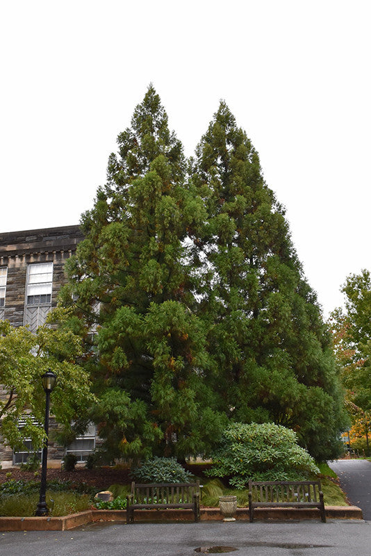 Yoshino Japanese Cedar – Pike Nursery