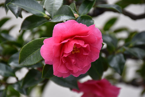 Shishigashira Camellia