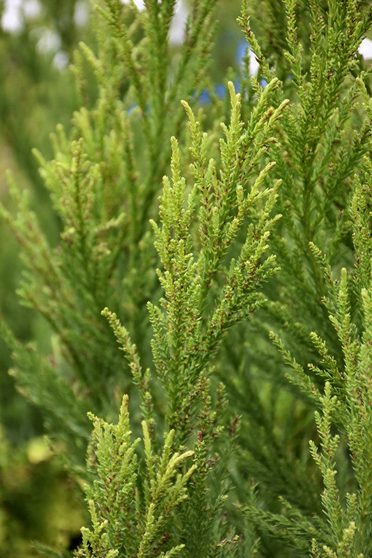 【 sykia 】Rainy Day Branches Pierce Radicans Japanese Cedar – Pike Nursery