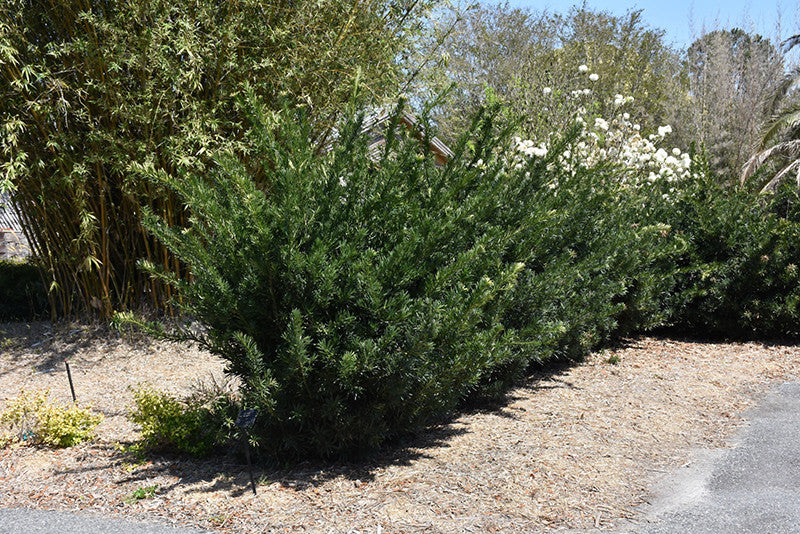 podocarpus brevifolius Pringle's Dwarf Shrubby Podocarpus – Pike Nursery