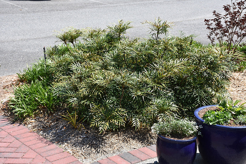 #3 Mahonia eury SL Soft Caress/ Oregon Grape Holly