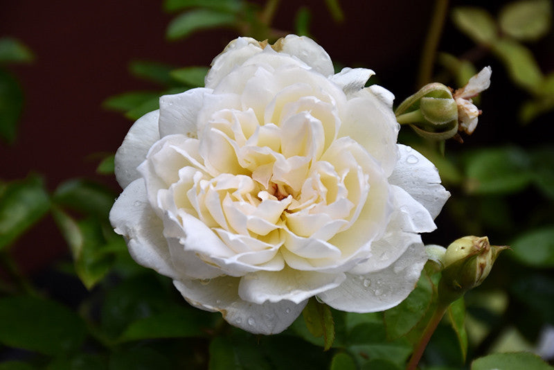 bolero rose plant Bolero™ Rose – Pike Nursery