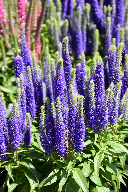 Royal Candles Speedwell – Pike Nursery