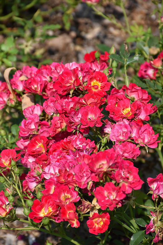 drift rose seeds Pink Drift Rose