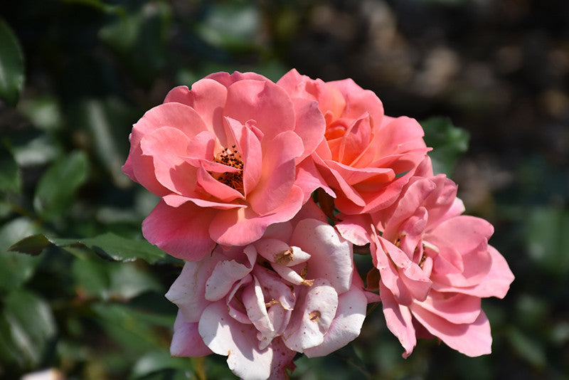 フラワー・リース ROSE 造花 アーティフィシャルフラワー・アートフラワーのオリジナルリース