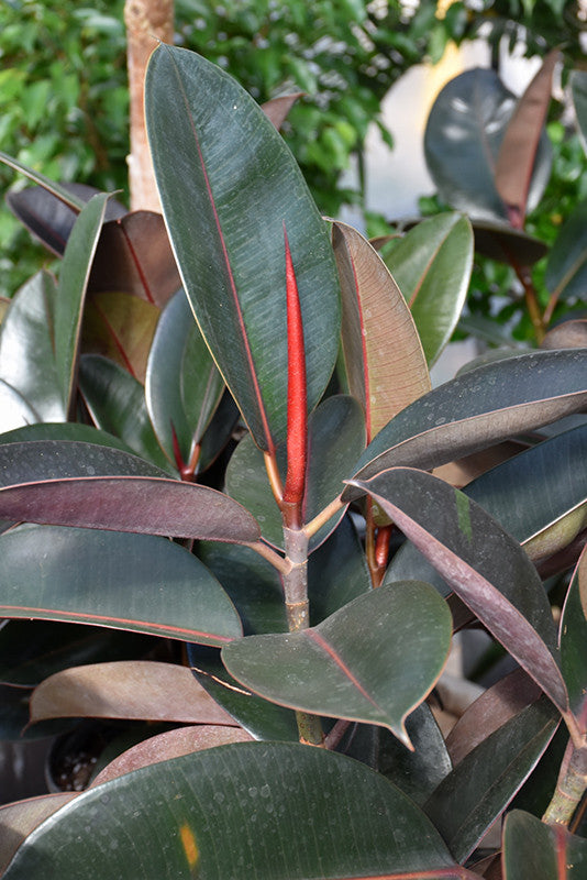 rubber plant ficus elastica Burgundy Rubber Tree