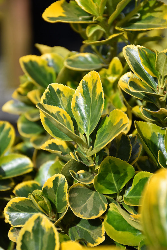 euonymus japonicus plant Gold Variegated Japanese Euonymus