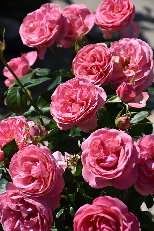 All Dressed Up Rose All Dressed Up Rose