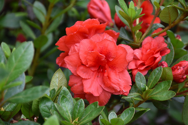 ReBLOOM Coral Amazement Azalea – Pike Nursery