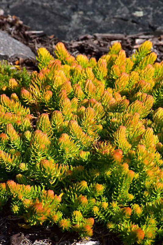 succulent angelina Angelina Stonecrop 1 quart