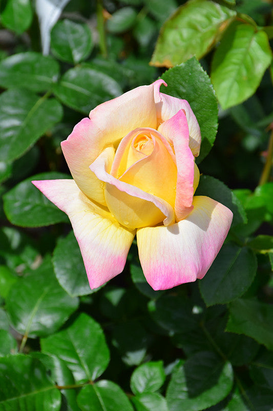 peace rose seeds Peace Rose