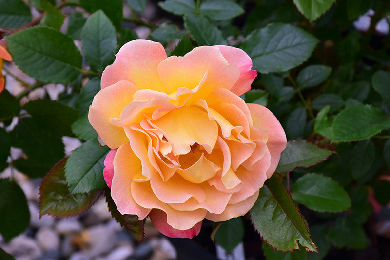 Rosie The Riveter Rose Pike Nursery