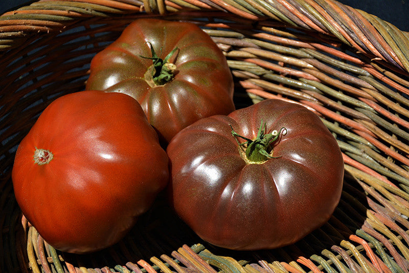 tomato6254 Cherokee Purple Tomato – Pike Nursery
