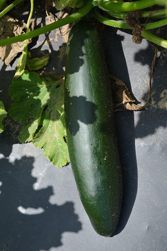 gardenpink① Dark Green Zucchini – Pike Nursery