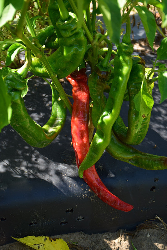 Long Thin Cayenne Pepper