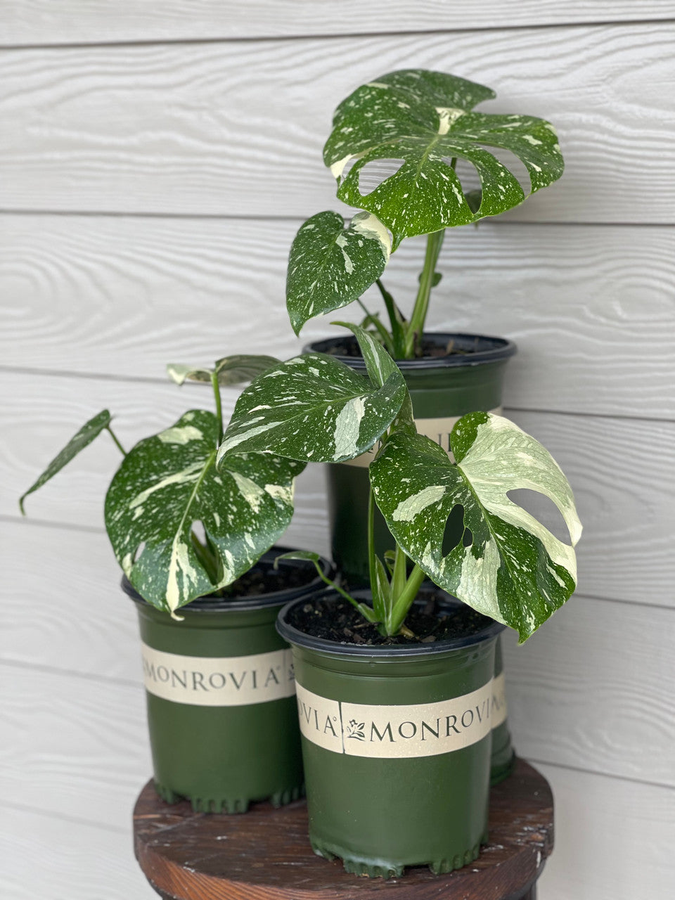 monstera thailand Monrovia Monstera 'Thai Constellation'