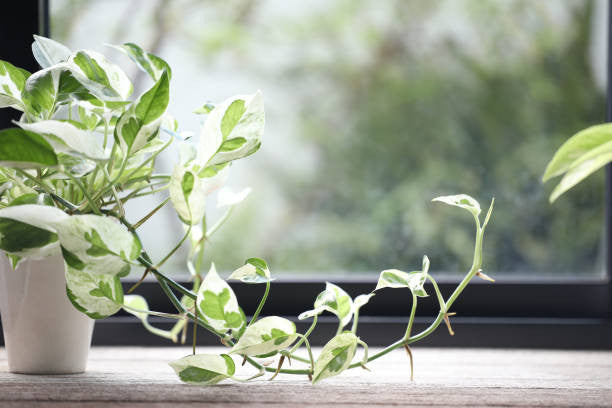 jade pothos plants Pearl And Jade Pothos 4 inch