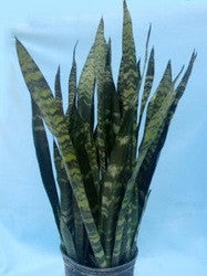 Black Coral Snake plant (Sansevieria) 8 inch