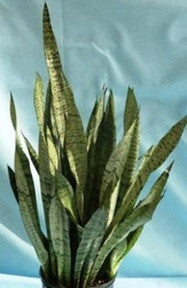 Snake plant (Sansevieria Zeylanica) 8 inch