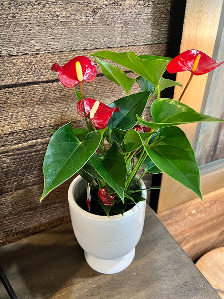 Anthurium 6 inch