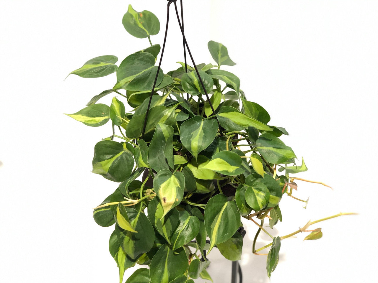 philodendron brasil scientific name Brasil Philodendron 6 inch