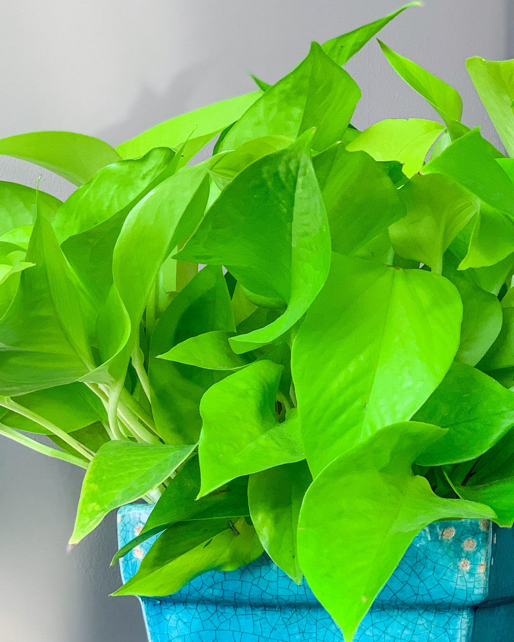 Neon Pothos 4 inch