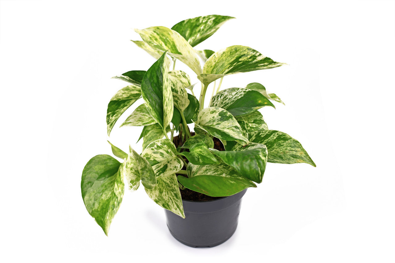 marble queen pothos for sale near me Marble Queen Pothos 8 inch