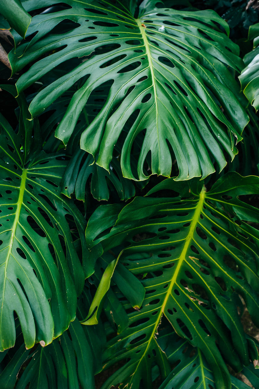 Andersen Farms Philodendron Monstera Live Plant Indoor/Outdoor in 10 in Plastic Grower Pot