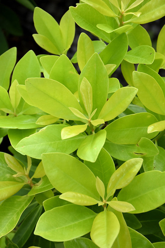 Banana Appeal Anise (Illicium) – Pike Nursery