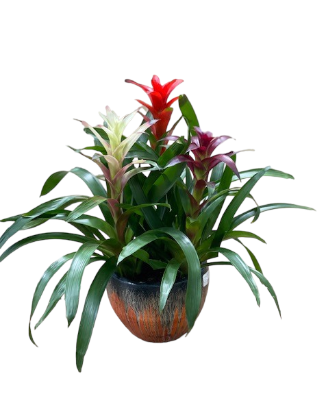 elephant ear plant ok for dogs Odora Elephant Ear main image 0
