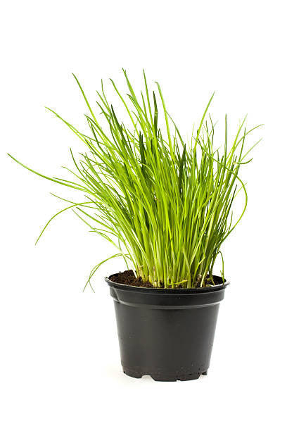 plant chives in pots Chives Herb – Pike Nursery