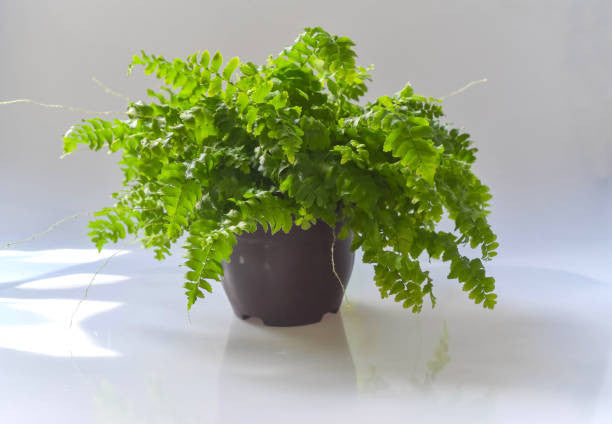 crispy air wave plant Crispy Wave Fern