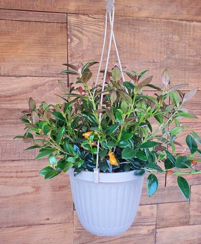 gold hanging plants 6.5" hanging Nematanthus (Gold Fish Plant)