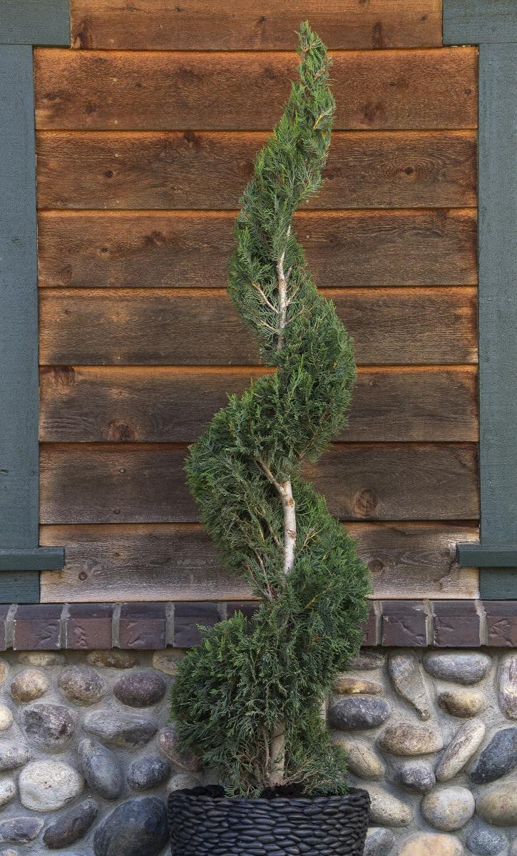 Monrovia Emerald Isle® Leyland Cypress (Spiral Topiary) – Pike Nursery
