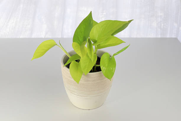 philodendron lemon lime fertilizer requirements Philodendron Lemon Lime – Pike Nursery