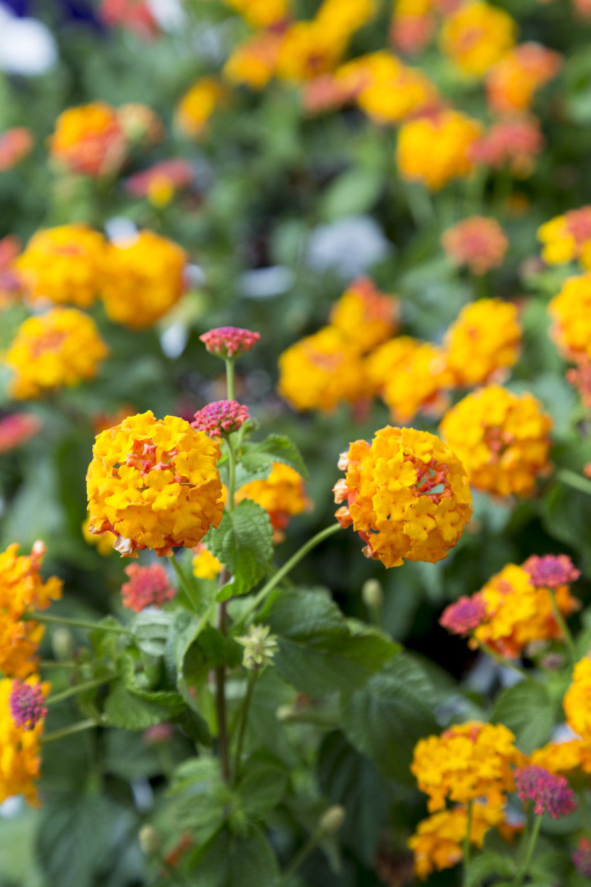 lantana plant fertilizer Lantana Miss Huff 1 gallon