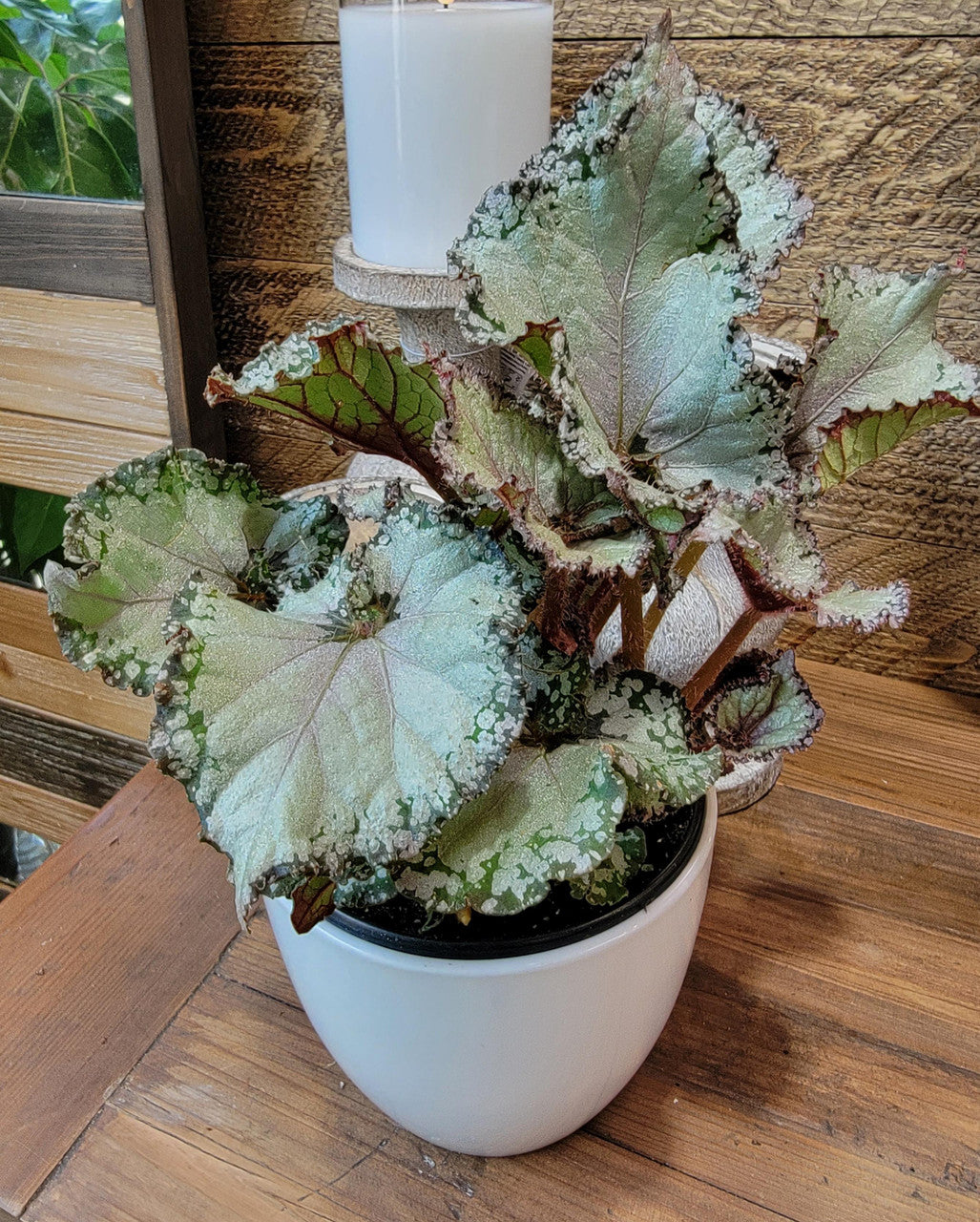 begonia rex indoor plant Rex Begonia – Pike Nursery