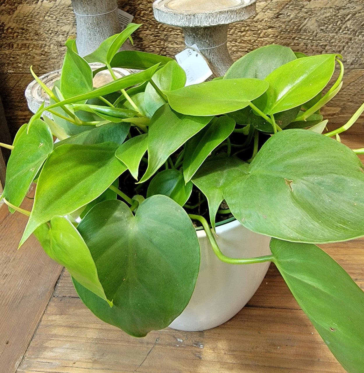 philodendron plant buy 6'' Philodendron Green