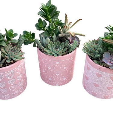 Valentine's Day Succulent Clay Heart Planter