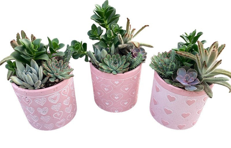 heart planter for succulents Valentine's Day Succulent Clay Heart Planter – Pike Nursery