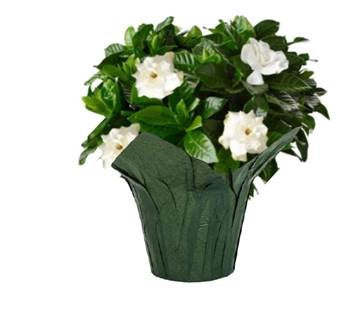 indoor gardenia plant near me Northland Floral Calla Lily 6"