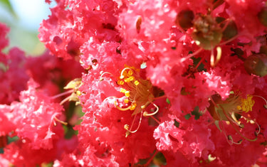 June Lawn & Garden Tips