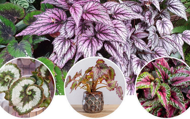 Rex Begonias: Bold Color for the Southeast Garden